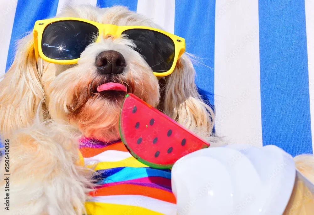 Socialiser un chien à Nice : Le guide complet